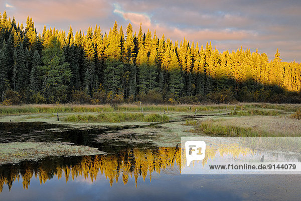Sonnenaufgang  Spiegelung  Wald  Kanada  Ontario  Feuchtgebiet