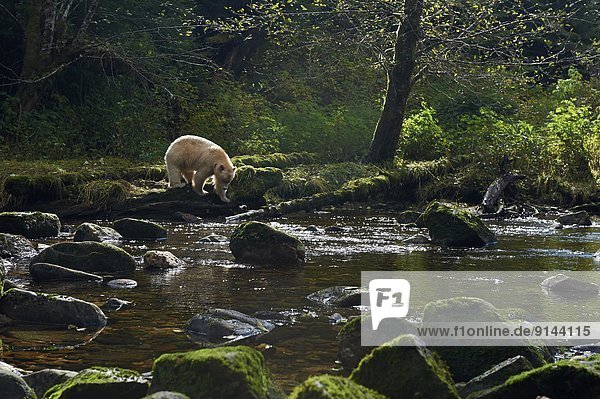 Kermodebär Geisterbär Ursus americanus kermodei British Columbia Kanada Great Bear Rainforest
