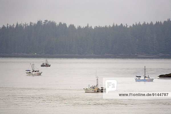 Gillnetters participating in a commercial salmon opening in Chatham Sound  near Port Edward  BC