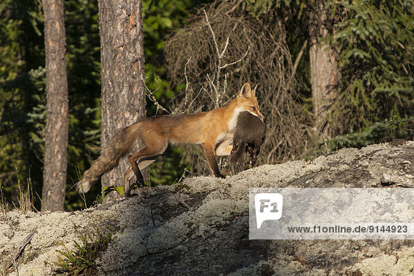 A red fox  (Vulpes vulpes) with prey in mouth near Fort Francis  Ontario. © Allen McEachern.