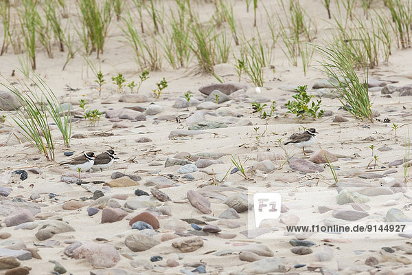 Strand  Sandstrandläufer  Calidris pusilla  Pluvialis  Nord  Quebec
