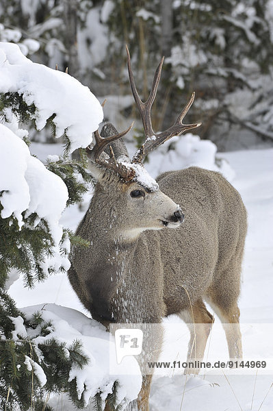 A mule deer buck 'Odocoileus hemionus' standing in the deep winter snow under a spruce tree in Jasper Natinal Park  Alberta  Canada.