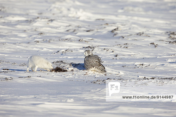 Schneehuhn  Schnee  Ochse  Uhu  Europäischer Uhu  Bubo bubo  Arktis  Kanada  Fuchs  Bisam  Nunavut  Eule  Altmetall