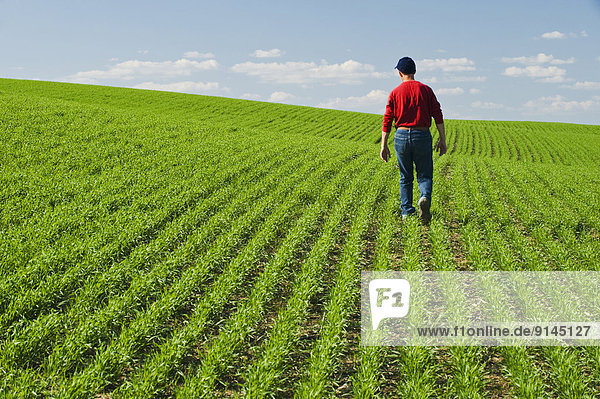 a farmer scouts an early growth spring wheat field  Tiger Hills  Manitoba  Canada