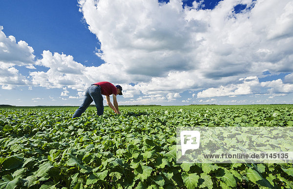 a farmer scouts a mid growth canola field near Dugald  Manitoba  Canada