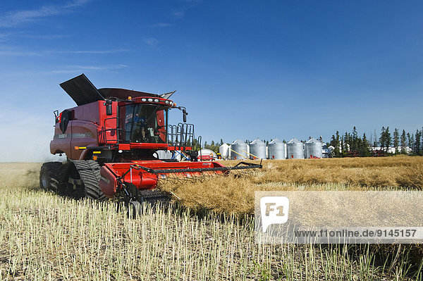 a combine harvester harvests swathed canola next to a farm yard  near Dugald  Manitoba  Canada