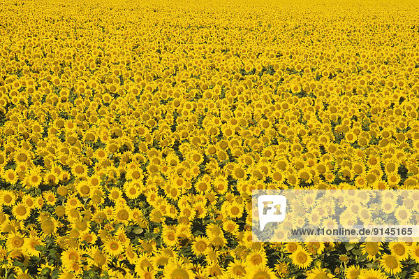 sunflower field  Manitoba  Canada