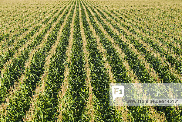 Mais Zuckermais Kukuruz Getreide Feld füttern Kanada Manitoba