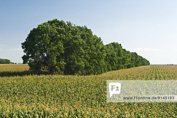 grain corn (feed corn) field with shelterbelt in the background  near Niverville   Manitoba  Canada