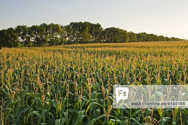 Mais Zuckermais Kukuruz Kornfeld Getreide Hintergrund füttern Kanada Manitoba