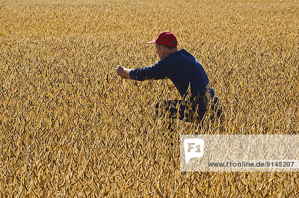 a farmer checks the maturity of soybean pods in a field   near Lorette  Manitoba  Canada
