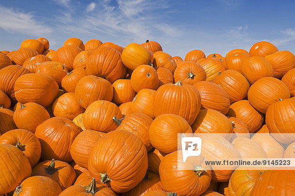 harvested pumpkins stacked before being shipped to market  Otterburne  Manitoba  Canada