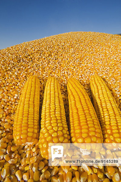 close-up of mature grain/feed corn and harvested kernels