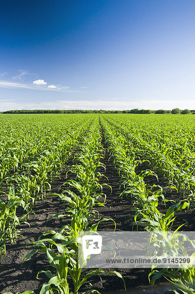 Mais Zuckermais Kukuruz Getreide Horizont strecken Feld füttern Kanada Manitoba