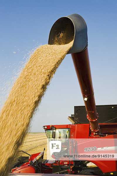 a combine harvester augers soybeans into a farm truck during the harvest  near Lorette  Manitoba  Canada