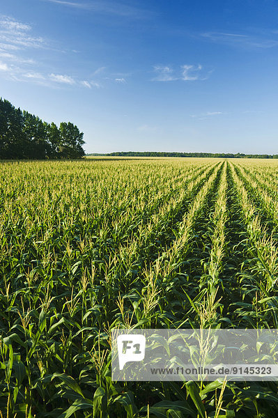 a field of feed/grain corn stretches to the horizon  near Lorette  Manitoba  Canada