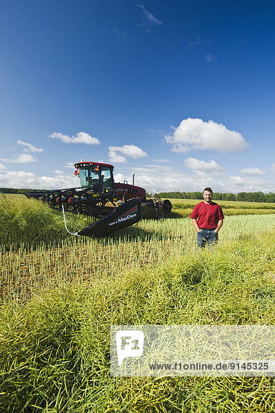 young farmer swathing a canola field  near Lorette  Manitoba  Canada