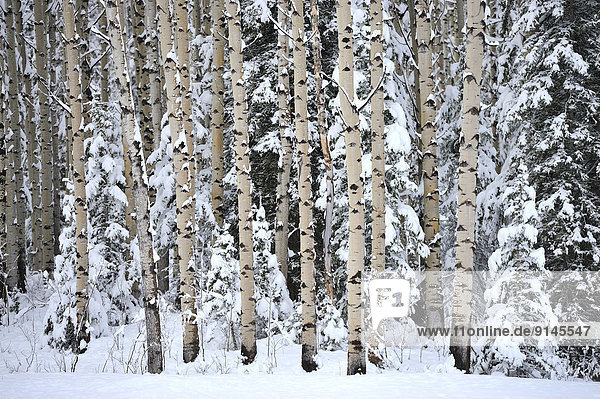 A stand of aspen trees standing in the winters snow