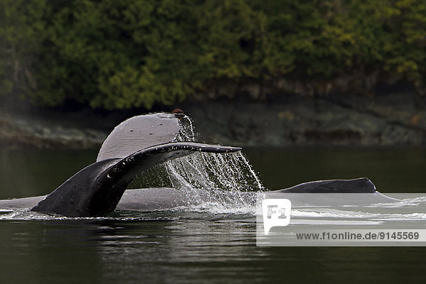Reise  Küste  2  Wal  vorwärts  britisch  British Columbia  Kanada  Great Bear Rainforest