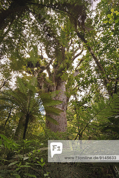 Large Kauri Tree (Agathis australis) along the Bush Walk in Trounson Kauri Park  Northland  North Island  New Zealand.