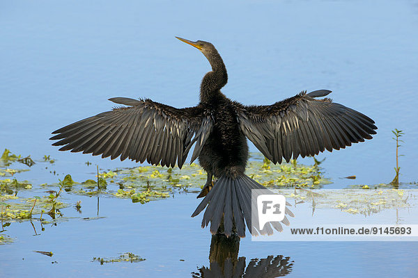 Schlangenhalsvogel  (Anhinga anhinga)