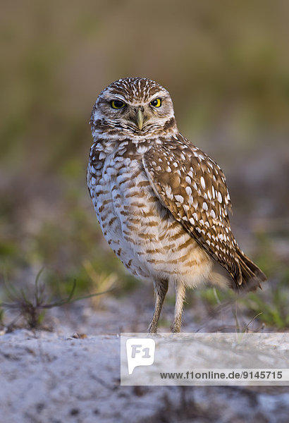 Burrowing Owl (Athene cunicularia) - Cape Coral  Florida