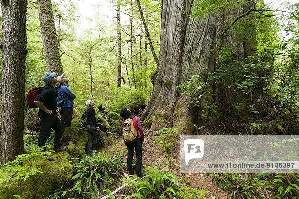 Dave Pinel and guests investigate a massive old growth Cedar tree on Spring Island. Kyuquot  Vancouver Island  British Columbia  Canada.