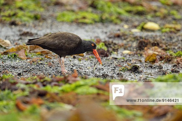 niedrig Fisch Pisces Austernfischer Haematopus Ostralegus Gezeiten schwarz fangen Burnaby British Columbia Kanada Austernfischer