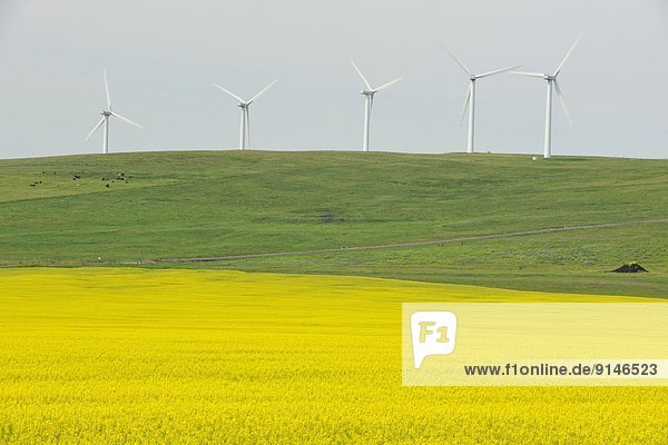 Windturbine Windrad Windräder Blume Alberta Kanada Canola