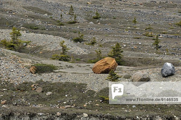 nahe  Baum  Jasper Nationalpark  Eisfeld  Erosion  Alberta  Kanada