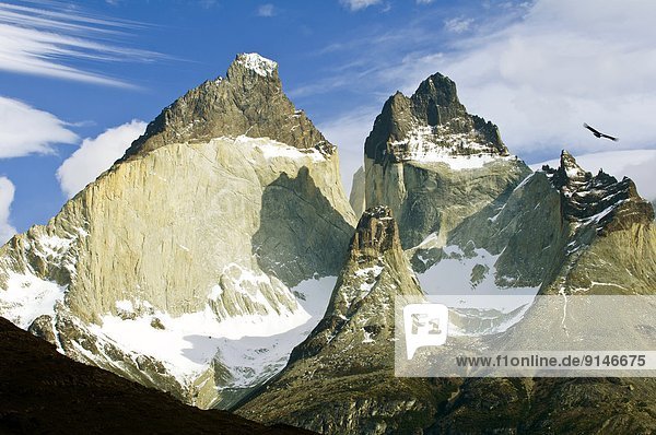 Torres del Paine Nationalpark Anden Erwachsener Chile