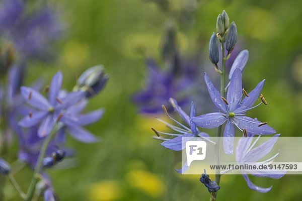 Wildflowers on Vancouver Isand  British Clolumbia