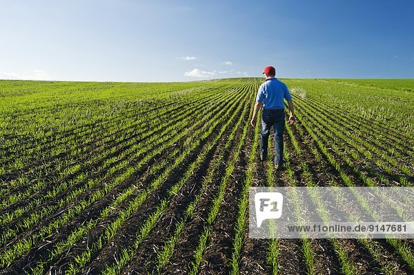 a man scouts an early growth wheat field near Holland  Manitoba  Canada