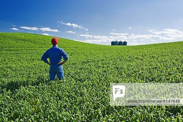 a man looks out over a mid- growth wheat field near Holland  Manitoba  Canada