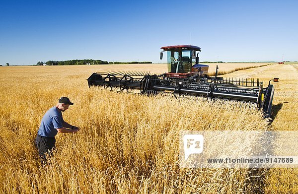 reifer Erwachsene  reife Erwachsene  Bauer  Weizen  Prüfung  Kanada  Manitoba