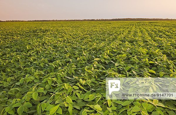 mid-growth soybean field  Manitoba  Canada