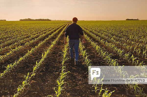Mais Zuckermais Kukuruz Getreide Horizont strecken Wachstum Feld früh Bauer füttern Pfadfinder