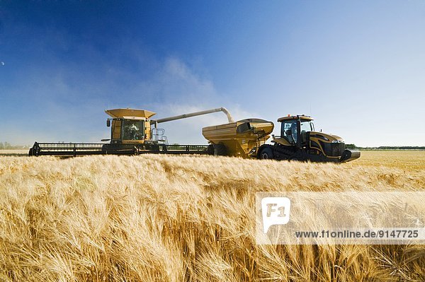 a combine unloads into a grain wagon on the go during the barley harvest  near Dugald  Manitoba  Canada