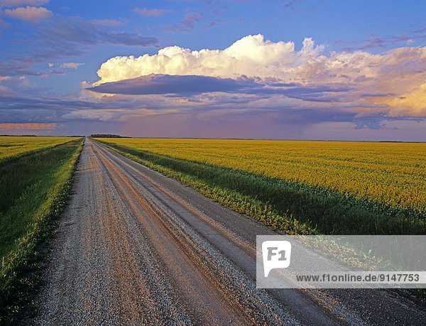 Agrarland  Fernverkehrsstraße  Seitenansicht  Kanada  Canola  Manitoba