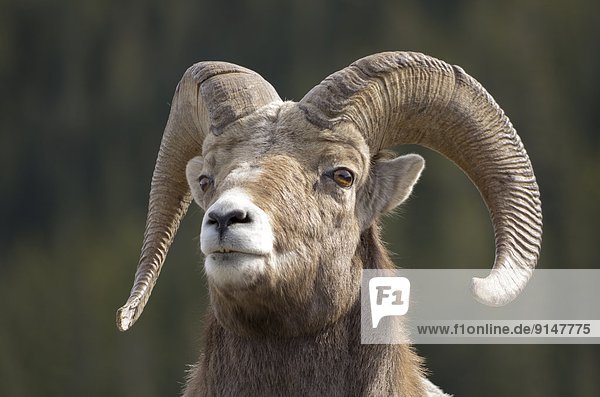 Close up of a Bighorn Sheep (Ovis Canadensis) in the Kootenay Plains near Banff National Park  Alberta  Canada.