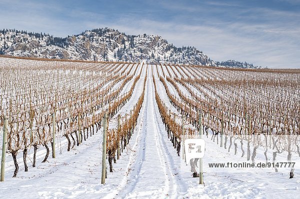 Vineyards in the winter between towns of Oliver and Osoyoos in the south Okanagan Valley of British Columbia  Canada.