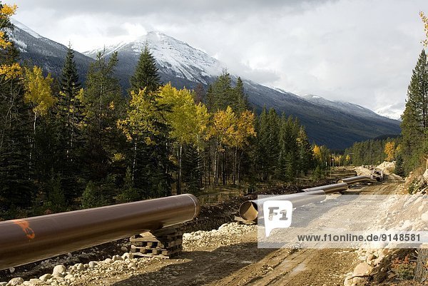 A pipeline getting ready to be laided in the ground across Jasper National Park and through the Canadian Rocky Mountains.
