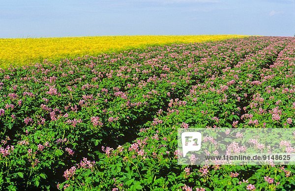 Potato field in blossom  Albany  Prince Edward Island  Canada