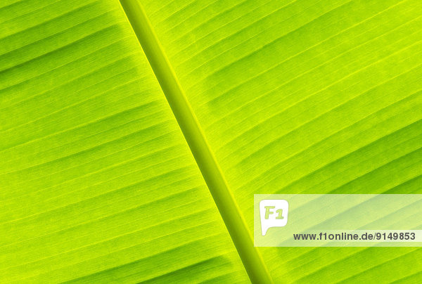 Banana leaf at Guanacaste  a province of Costa Rica located in the northwestern part of the country
