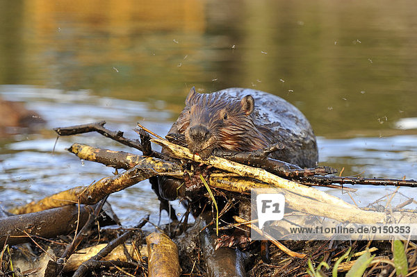 An adult beaver 'Castor canadenis' carring a load of sticks up on to his beaver dam