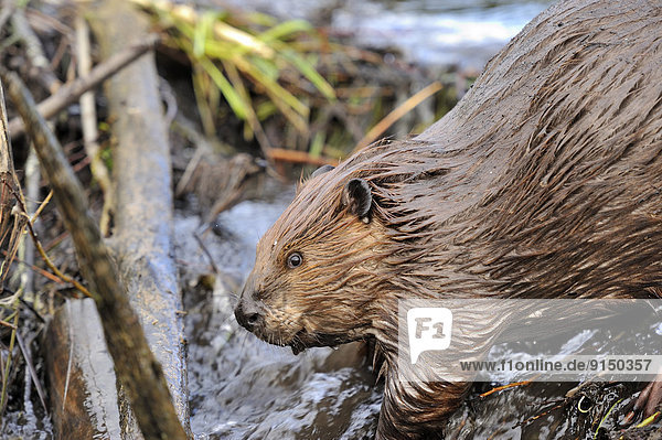 An adult beaver 'Castor canadenis' inspects the water flow from a break in his dam
