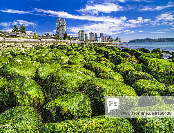 Felsbrocken  bedecken  Strand  Braunalge  Kanada  Vancouver