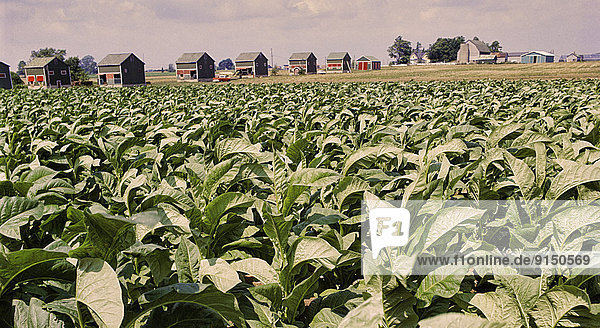 Tabaco Farm Field mit Trockenschuppen in der Nähe von London  Ontario  Kanada