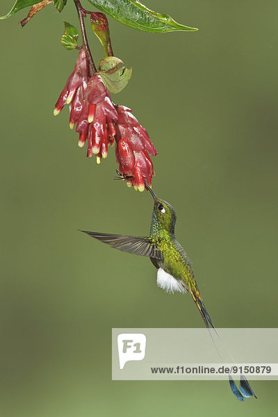 fliegen  fliegt  fliegend  Flug  Flüge  Blume  Stiefel  Treffer  treffen  Ecuador  füttern  Kolibri  Südamerika