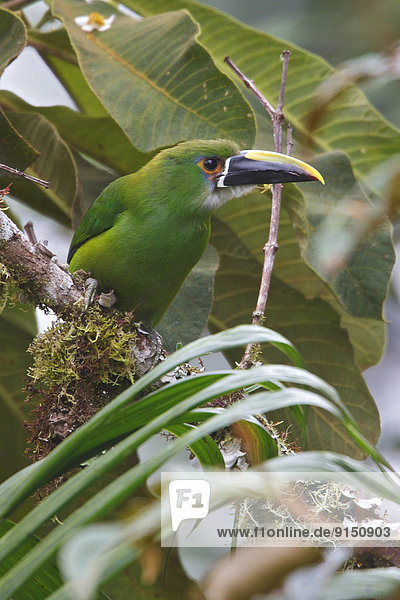 Ast  hocken - Tier  Ecuador  Smaragd  Südamerika